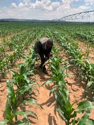 Dattern Agricultural Services team working in farm