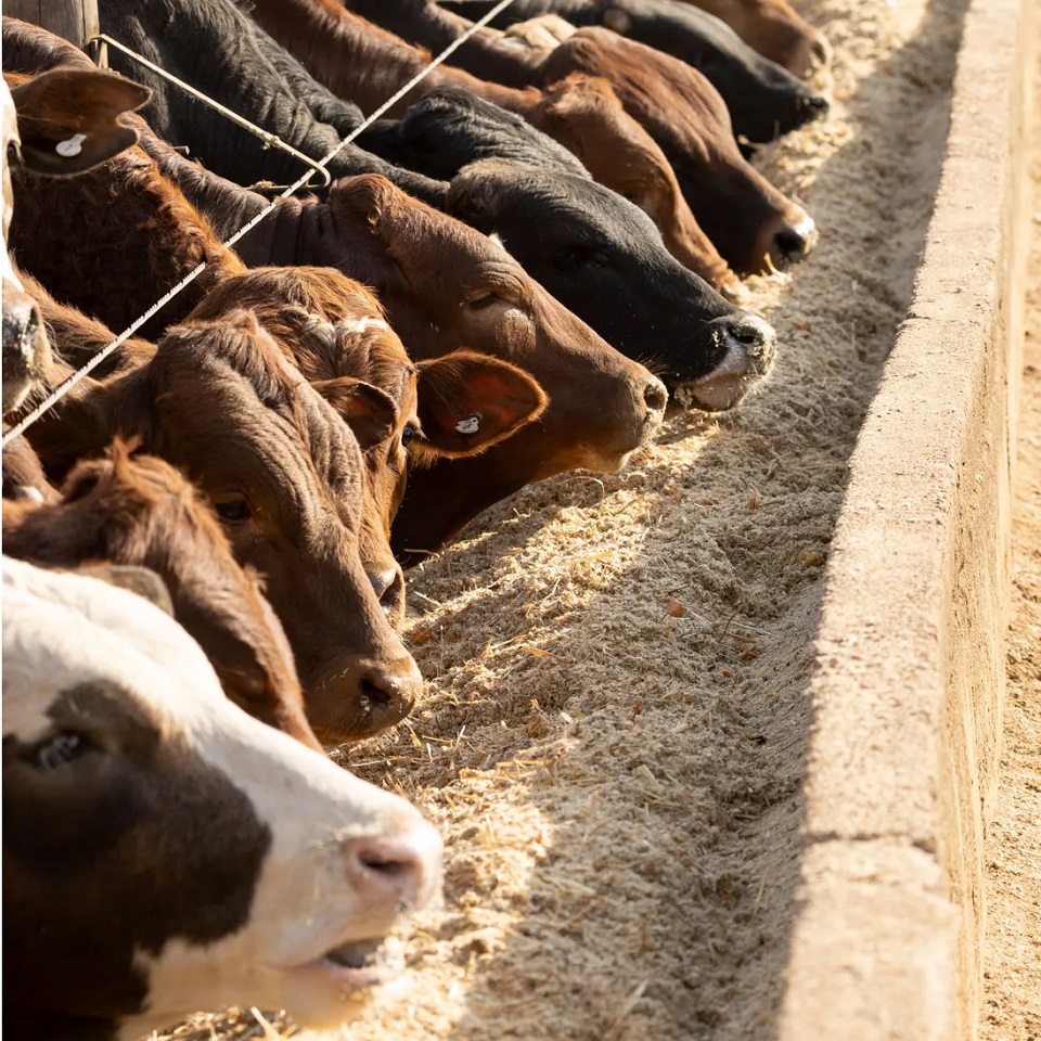 Organic Vegetable Production