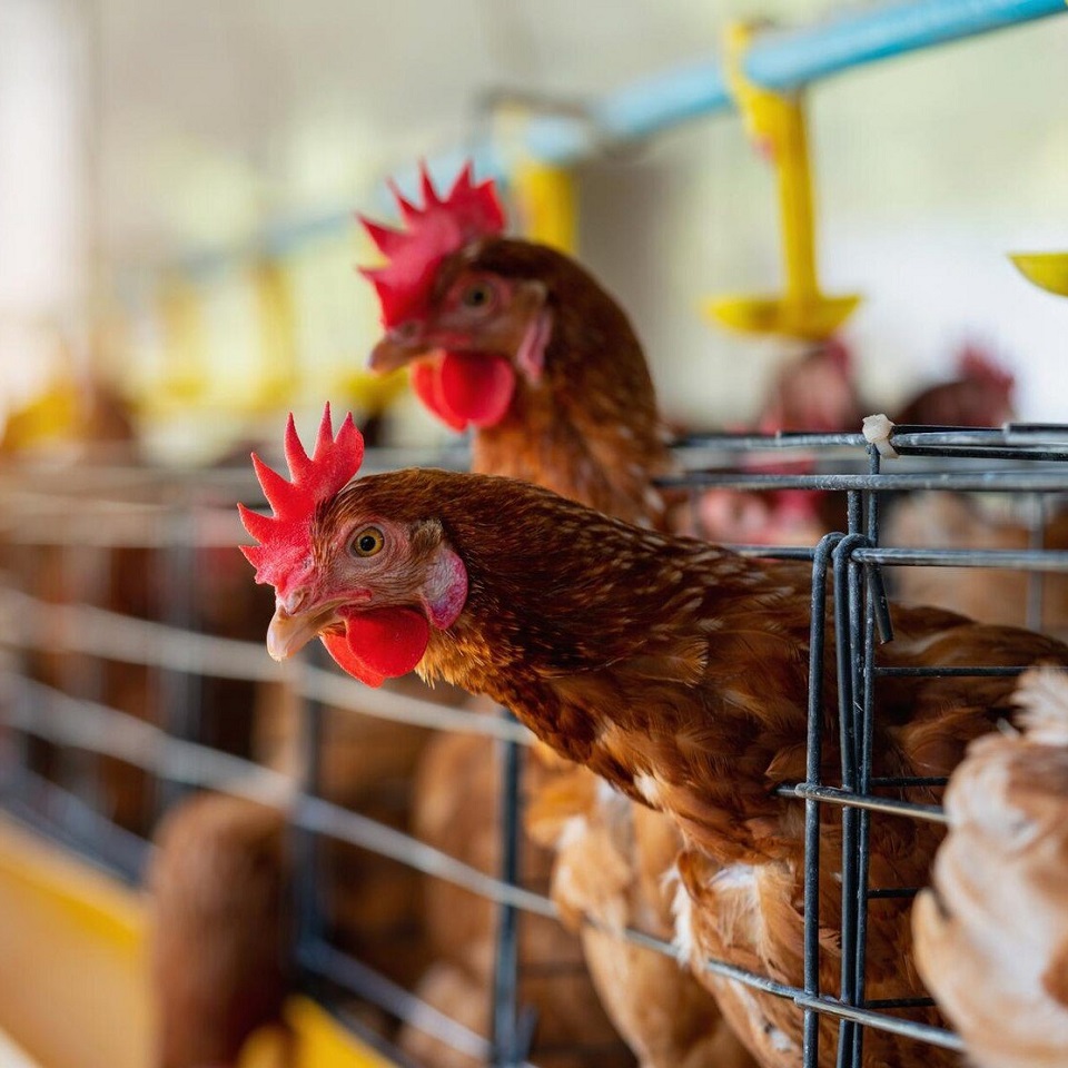 Youth Agriculture Training