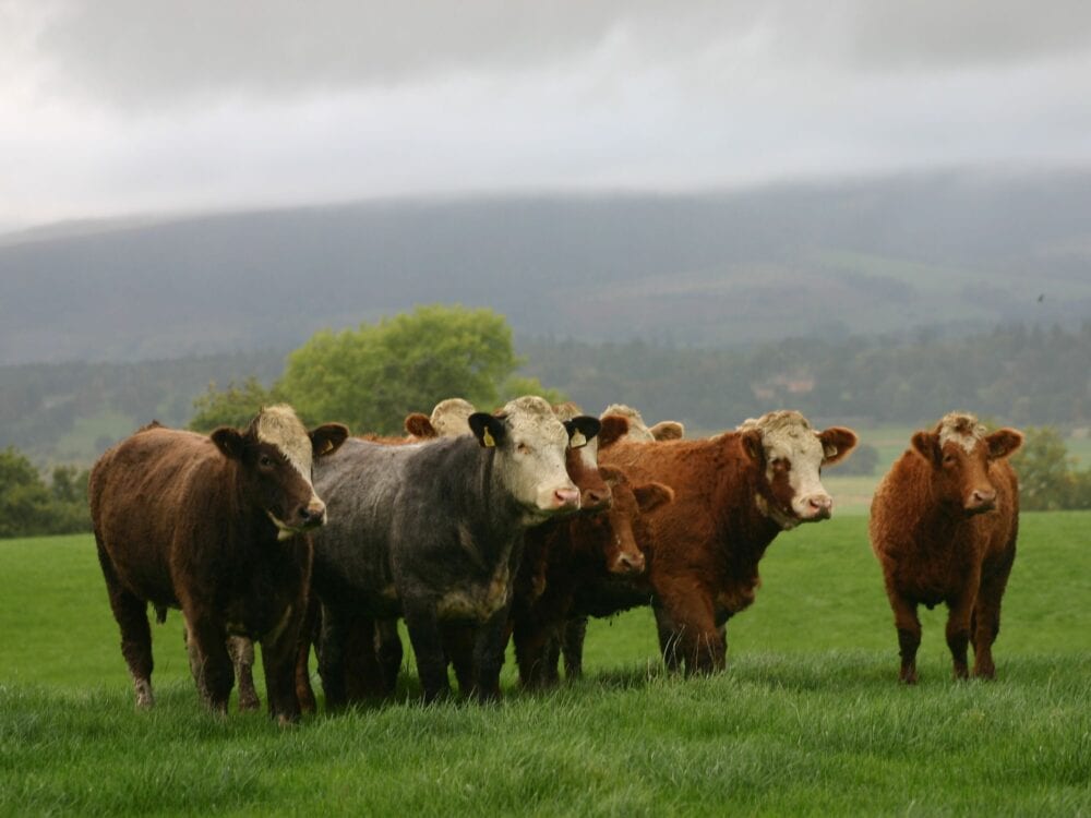 Livestock Management